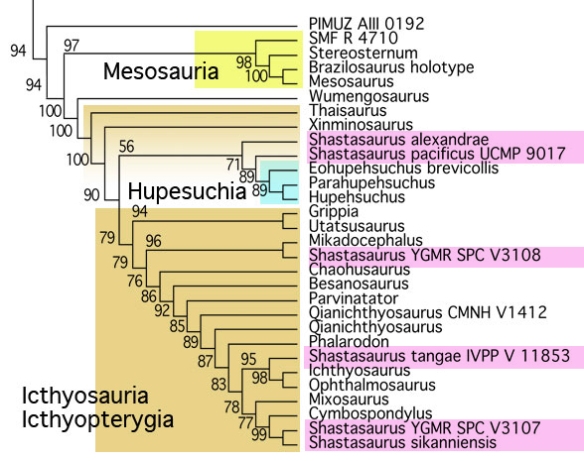 Figure 2. Cladogram of ichthyosaurs and kin with five putative Shastasaurus specimens in pink.