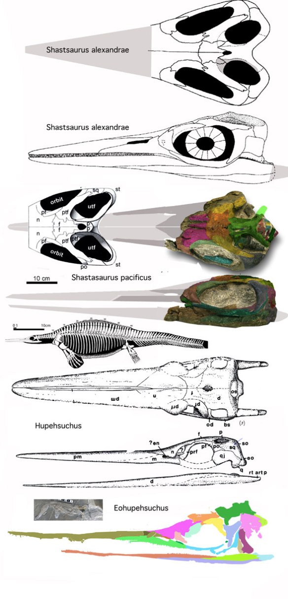 Figure 4. Two Shastasaurus specimens, one of them the holotype, compared to the related and much smaller Hupehsuchus and Eohupehsuchus.