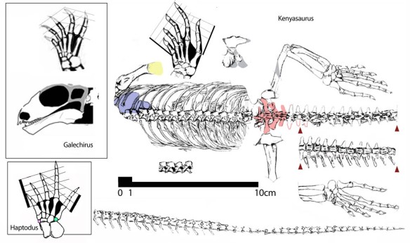 Figure 1. Kenyasaurus in situ. Click to enlarge. This rather plain specimen nests not with tangasaurids, but with dromasaurids according to the large reptile tree. Boxed area: the primitive dromasaur, Galechirus and its foot to scale for comparison. Haptodus foot for comparison, not to scale. Pink and green tarsals are absent in Kenyasaurus and dromasaurs.