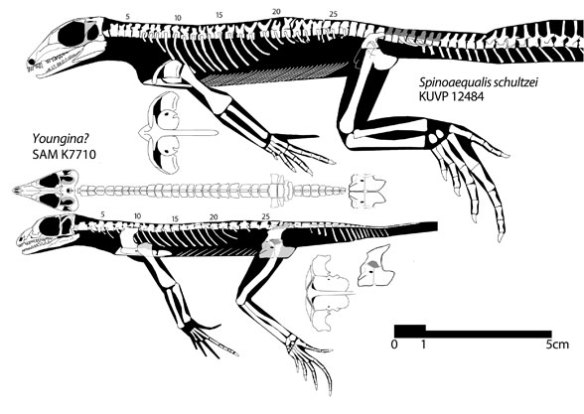 Figure 1. Spinoaequalis (above) to scale with a member of the juvenile den specimen of Youngina SAM K1770. These are sister taxa. The SAM specimens are not juveniles, but nest at the base of all terrestrial Younginisofmes + Protorosauria + Archosauriformes. 