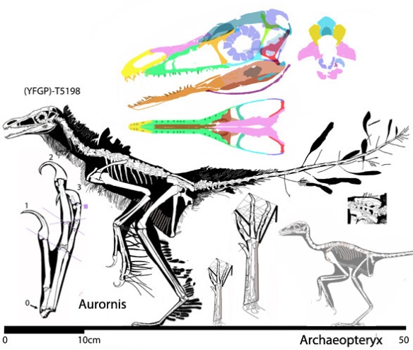 Figure 2. Aurornis in several views alongside Archaeoperyx to scale.