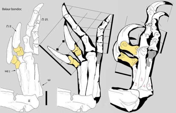 Figure 1. The right foot of Balaur bondoc, a raptor-like theropod dinosaur known chiefly from its limbs and pelvis. Note the two scythe claws here. Yellow phalanges are raised off the substrate during terrestrial locomotion. At left from Cau et al. 2015. Middle derived from that drawing. Right, traced from photo in Cau et al. 2015).