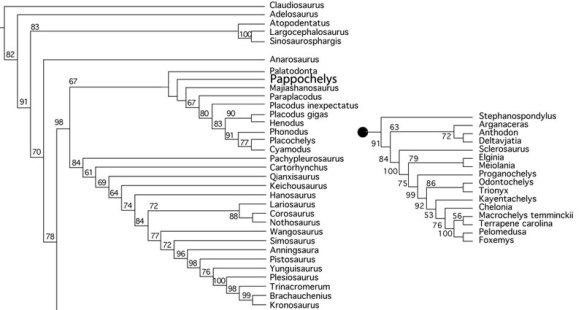Figure x. Two subsets of the large reptile tree focusing on Pappochelys and its enaliosaur relatives (left) and turtle relatives (right). Shifting Pappochelys to turtles adds 37 steps. 