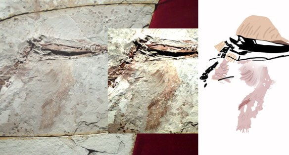 Figure 1. Pterorhynchus dewlap. Is this a feathery beard? Has it been torn off of another part of the body? Does it even belong to this pterosaur? 