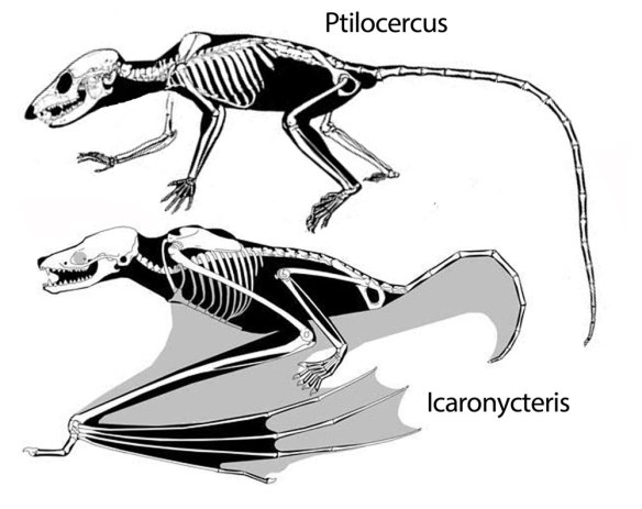 Figure 1. Ptilcercus (above) and Icaronycteris (below), sister taxa in the origin of bats.