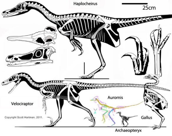 Figure 1. Haplocheirus sollers traced from several photos. This specimen is 15 million years older than Archaeopteryx and tens of million years older than dromaeosaurs and alvarezsarids. Click to enlarge. Note the robust pedal digit 2 and manual digit 1.Haplocheirus sollers (Choiniere et al. 2010 Late Jurassic, 150 mya, 2m long) is a a theropod dinosaur from the Jurassic that nests at the base of the alvarezsaurids (including Mononykus and Shuvuuia) and also basal to the Cretaceous dromaeosaurids (including Velociraptor), ~and~ basal to Jurassic proto-birds (including Aurornis, Fig. 2).