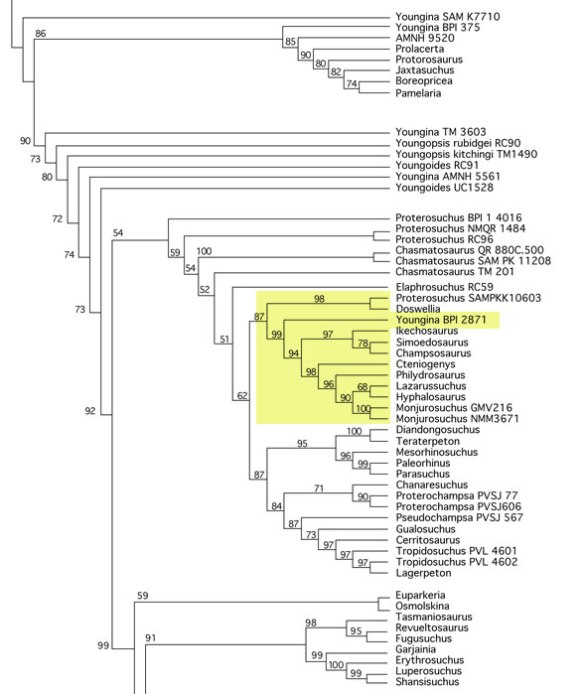 Figure 3. Subset of the large reptile tree focusing on the pararchosauriformes and the Choristodera.