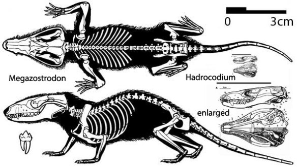 Figure 1. Megazostrodon, an early mammal, along with Hadrocodium, a Jurassic tiny mammal.