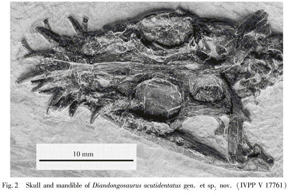 Figure 1. Diandongosaurus skull. The DGS method shows the dorsal and palatal views of the in situ specimen.