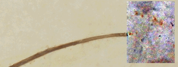 Figure 10. Right wing tip of Tyrrell specimen of Rhamphorhynchus showing blunt tip and, with higher contrast, several ungual candidate impressions. 