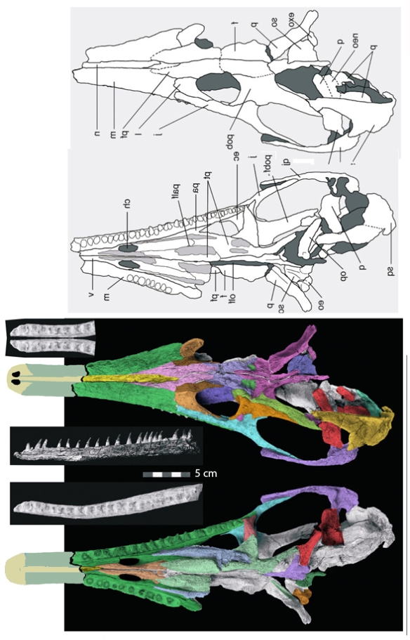 Figure 6. Tchoiria klauseni as originally interpreted and as interpreted using DGS. Note this specimen shows the the transition from the postorbital to the postfrontal contacting the squamosal. This also shows the extent of the premaxillary ascending process (yellow), nasals separate from prefrontals.