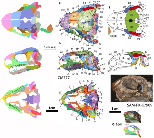 Figure 1. Click to enlarge. Eunotosaurus from CT scans. Left column, DGS tracings with restoration to in vivo positions. Middle column, CT scans from Bever et al. Right column, top, reconstructions by Bever et al. Bottom, juvenile skull with incorrect scale bar and correct scale bar. 