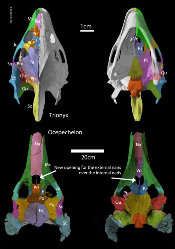 Figure 1. Ocepechelon compared to the soft shell turtle, Trionyx. Bones are relabeled here based on their homology with Trionyx bones.