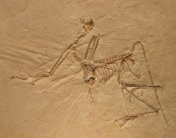 Figure 2. Archaeopteryx bavarica, the Munich specimen, is shown here with elements traced. The hands and feet are reconstructed and a possible clavicle is identified. 