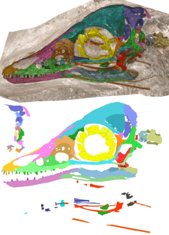Figure 1. The Berlin Archaeopteryx, MB.Av.101, shown here in situ and with DGS tracing and reconstruction. The occiput is segregated to the left as is. Similarly, the palate bones are not reconstructed here. They need more examination to determine their outlines. The cranium was crushed. Perhaps it was not as tall in vivo as it appears here in situ. Let me know if you see any mistakes here or if you have pdfs of pertinent literature.