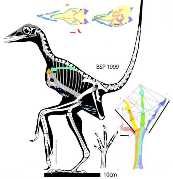 Figure 1. Wellnhoferia grandis added to the large reptile tree nests at the base of all extant birds, Euornithes, and their extinct relatives, distinct from three other Archaeopteryx specimens. The skull is poorly preserved but these parts, if valid, are preserved in impressions, No sternum or clavicles have been found. Rather the gastralia extend to the coracoids here.