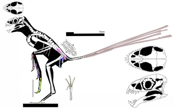 Figure 3. Epidexipteryx, another scansoriopterygid with a bird-like pelvis.