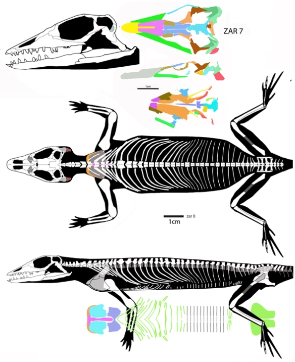 Figure 1. New reconstruction of the basal lepidosauriform, Jesairosaurus (Jalil 1993). 