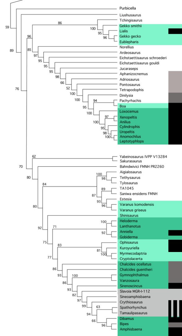 Figure 2. Scleroglossan subset of the large reptile tree. Generalists taxa duplicated in the Yi and Norell tree are shown in bright green. Burrowers shared in the Yi and Norell tree are in dark green. Legless taxa are black. Vestiges are in gray. Unknown are striped.