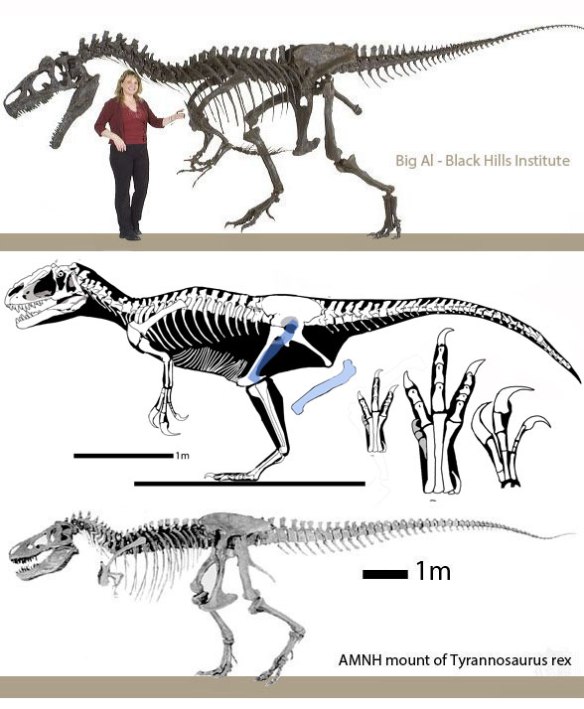 Figure 2. Yutyrannus (middle) compared to Allosaurus (above) and Tyrannosaurus (below). Not to scale. Which one appears to share more traits with Yutyrannus?