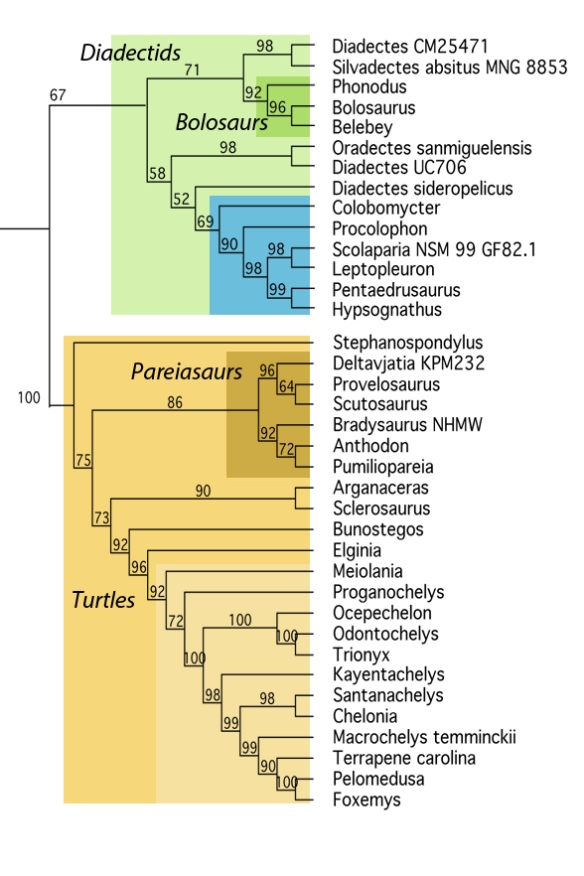 Figure 1. How the large reptile tree lumps and splits the several Diadectes specimens now included here. Note that bolosaurids, including Phonodus, now nest within other Diadectes specimens.
