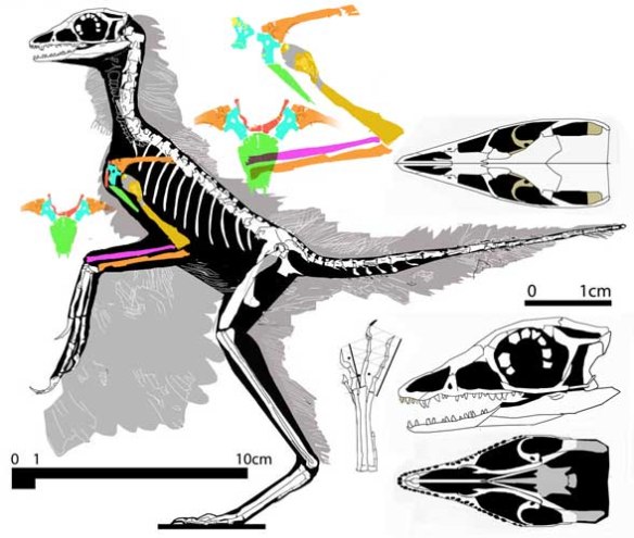 Figure 2. Eosinopteryx with new pectoral interpretation. See figure 4 for in situ tracings. 