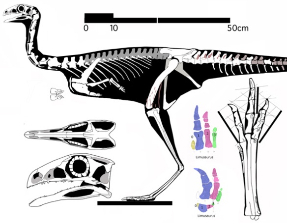 Figure 2. Limusaurus also has four fingers and a scapula with a robust ventral area, like Majungasaurus, but those four fingers are not the same four fingers found in Majungasaurus.