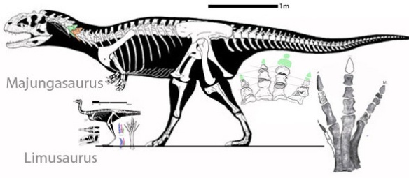 Figure 1. Limusaurus and Majungasaurus to scalel.