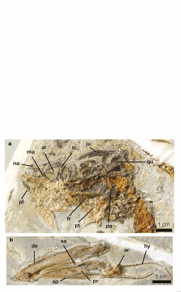 Figure 2. The holotype of Jeholornis skull traced and reconstructed using DGS methods. Here maxillary teeth and the premaxilla were identified. Colorizing helps identify bones more easily than simple black outlines. 