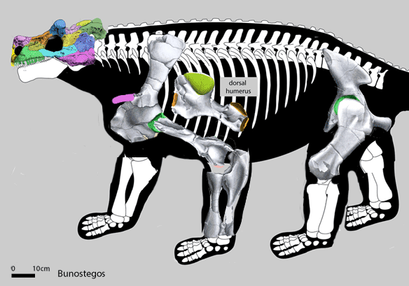Figure 1. Hard shell turtle evolution with Bunostegos, Elginia, Meiolania and Proganochelys.