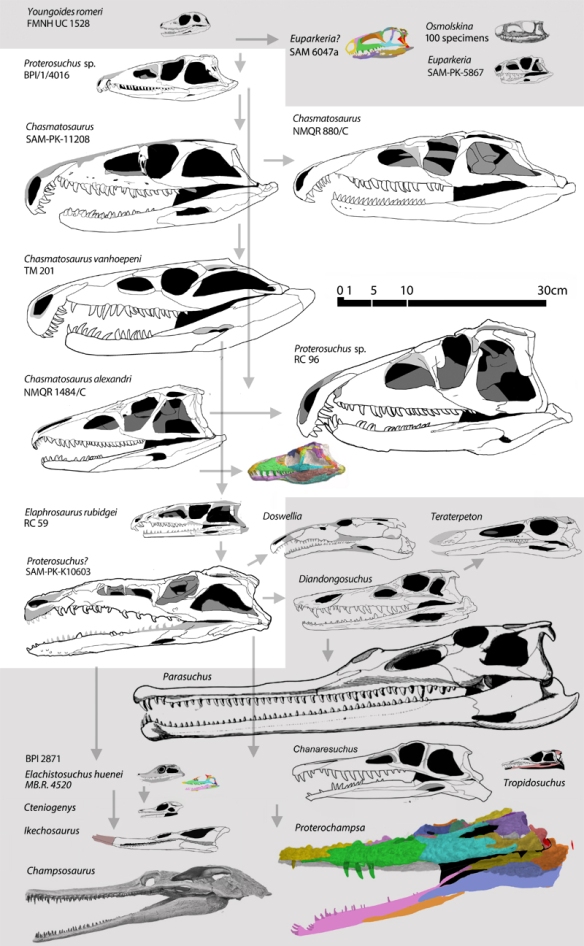 Figure 3. The many faces of Proterosuchus to scale and in phylogenetic order, among with their closest known relatives. Note the phylogenetic miniaturization, reduction of the drooping premaxilla and loss of the antorbital fenestra after the TM 201 specimen of Chasmatosaurus. Click to enlarge.