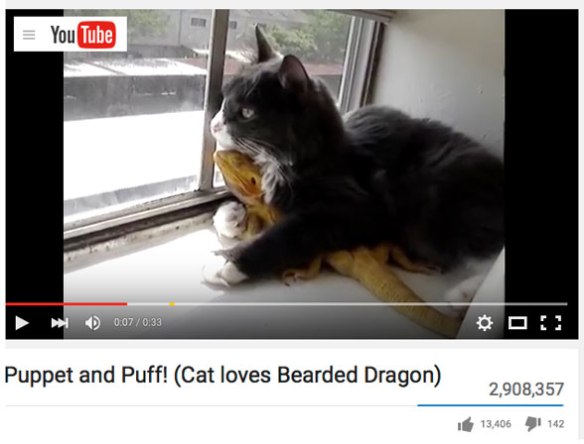 Video 1. Click to play on YouTube. Puppet the cat and Puff the bearded dragon are evidently soul mates. 