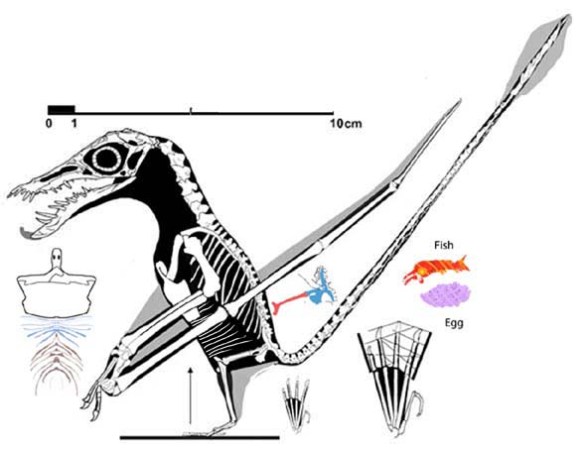 Figure 1. Rhamphorhynchus intermedius (n28) reconstructed.