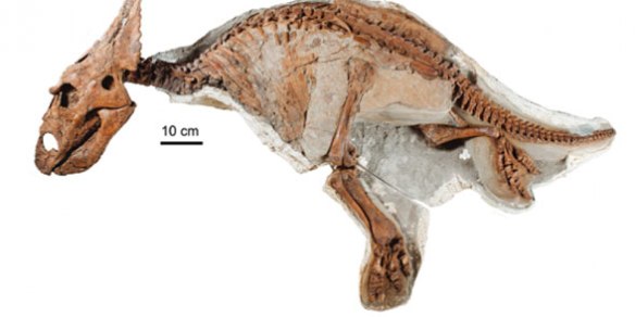 Figure 1. Chasmosaurus juvenile UALVP 52613 specimen. 