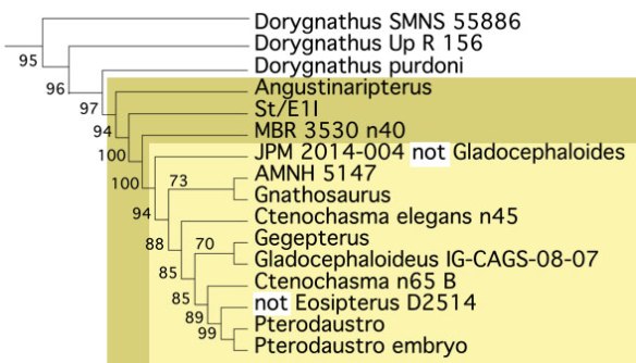 Figure 2. Ctenochasmatids arise from these dorygnathids. 