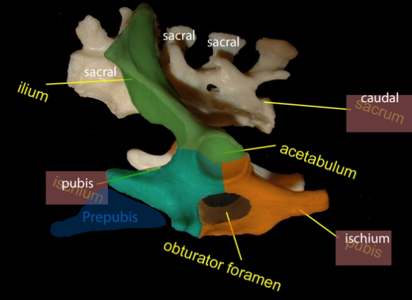 The pelvis of Ornithorhynchus with elements colorized. The ilium does not have the classic extended appearance common to all other basal mammals.Rather the acetabulum is within a few vertebrae of the anterior tip.