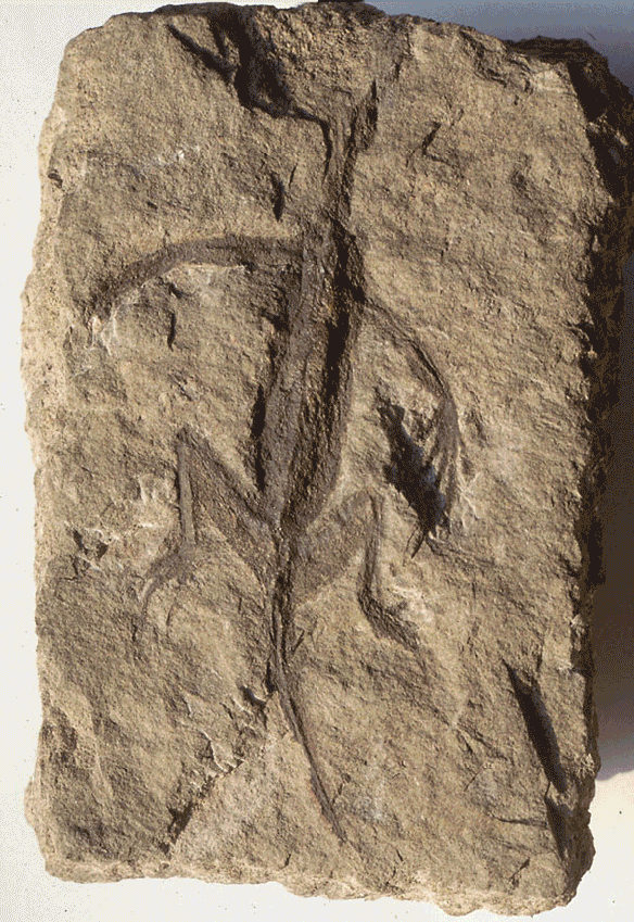 Figure 1. Tridentinosaurus at 26.5 cm long is an Earliest Permian ancestor to Late Permian Coelurosauravus and Late Triassic Icarosaurus.