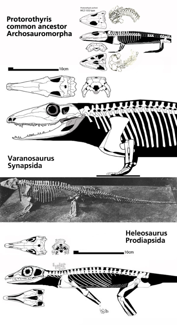 Figure 1. Taxa at the split between Synapsida and Diapsida (Prodiapsida): Varanosaurus and Heleosaurus to scale along with their common ancestor, Protorothyris.