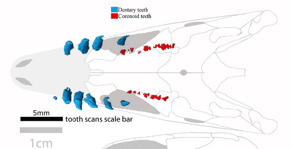 Figure 6. Teeth scanned by Brocklehurst fit to dorsal view of skull. Premaxillary and maxillary teeth were not published. Note the scale bar for the teeth appears to be off by a factor of 2. 