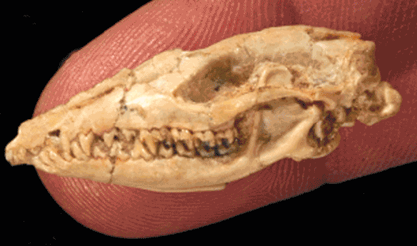 Fig. 1. Asiorryctes skull on the tip of someone's finger. Overlays include a traditional tracing that does not have the same proportions, a stretched out version of the same and a DGS tracing from which data was scored. 