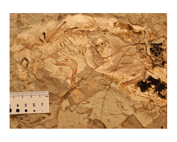Figure 1. Megaconus in situ. Original tracing and DGS color tracing which appears to show that both hind limbs and the vernal pelvis have been displaced posteriorly -- unless their is a counter plate that preserves skeletal parts that don't appear to be present here.