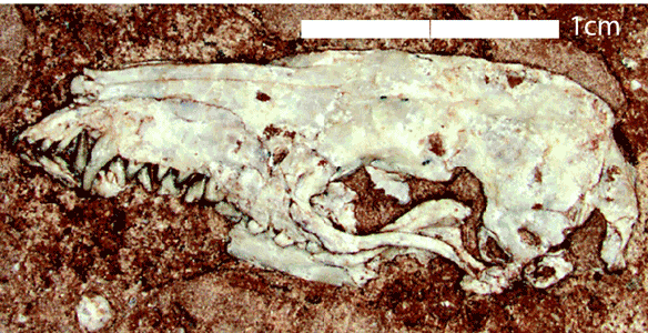 Figure 1. Acristatherium nests with Cronopio, between monotremes and metatherians in the LRT, not with eutherians. 