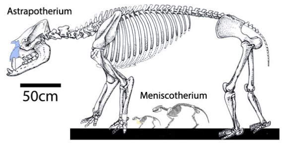 Figure 4. Astrapotherium to scale with two specimens of Meniscotherium.