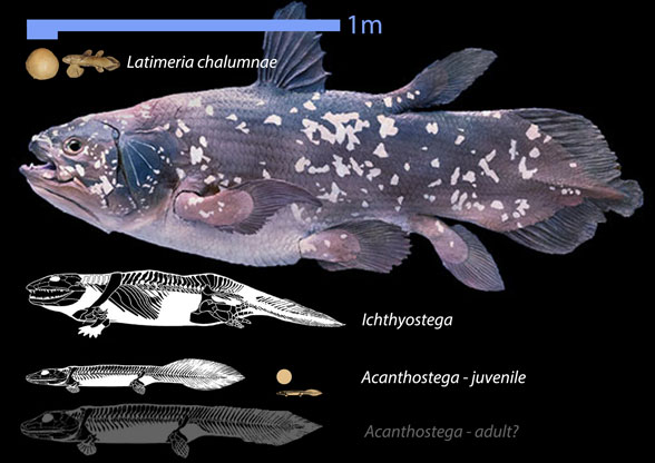 Figure 1. Size comparisons of lobe-find fish, their eggs and embryos. Latimeria at top, Ichthyostega in the middle, Acanthostega at bottom with hypothetical adult with reduced tail fin, egg and hatchling also shown. Figure 1. Size comparisons of lobe-find fish, their eggs and embryos. Latimeria at top, Ichthyostega in the middle, Acanthostega at bottom with hypothetical adult with reduced tail fin, egg and hatchling also shown.