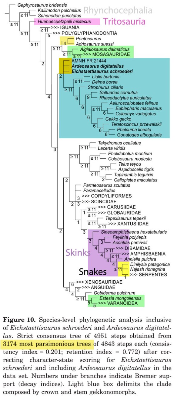 Figure 1. From Simoes et al 2016, their cladogram of the squamates separate varanids from mosasaurs, link snakes to skinks and shows how close pre-snakes are to basal geckos. 