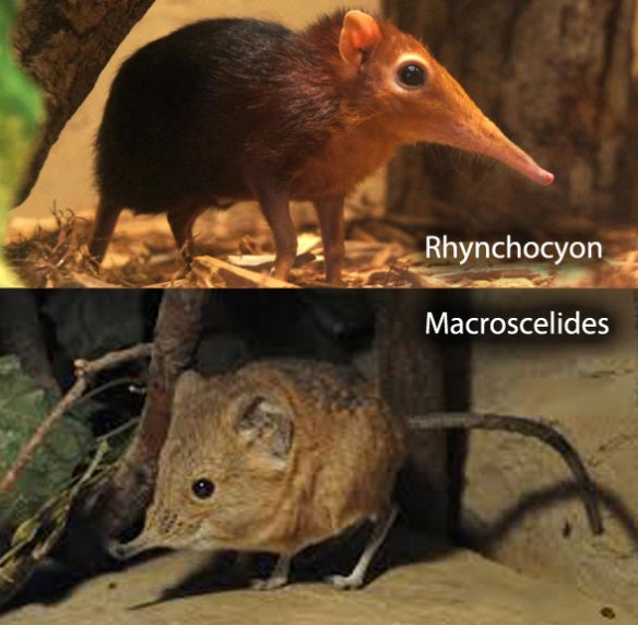 Figure 6. Rhynchocyon (above) and Macroscelides (below) compared. Though both are considered elephant shrews, they nest in separate major mammal clades in the LRT.