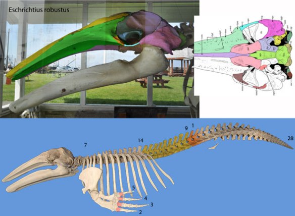 Figure 6. Eschrichtius-robustus, the gray whale is the most basal mysticete tested in the LRT with a skull similar to Desmotylus and Beheomotops. 