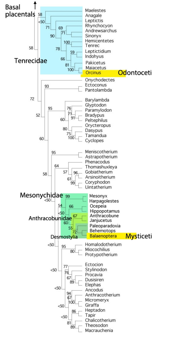 Figure 5. Subset of the LRT, higher placental mammals with a focus on whales (yellow) and their ancestral clades, the Tenrecidae and Mesonychidae. Both are a fair distance from artiodactyls.