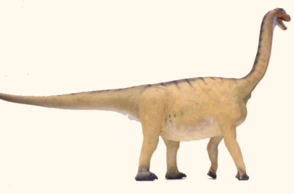 Figure 1. Camarasaurus adult scale model. 