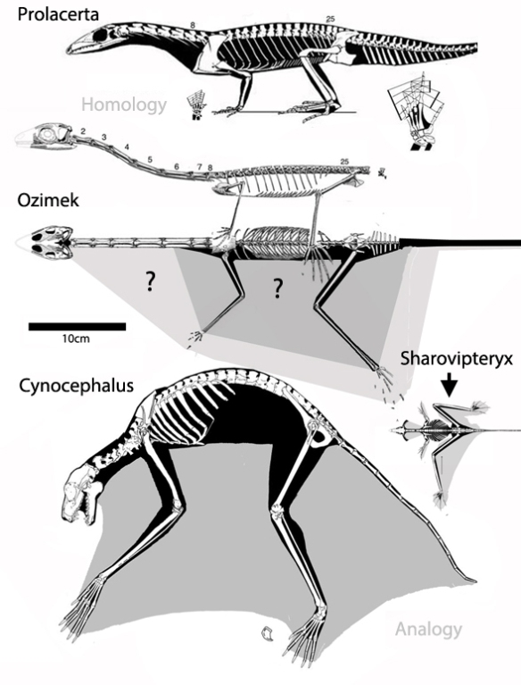 Figure 1. Ozimek volans compared to its homolog sister, Prolacerta, and to two putative analogs, Sharovipteryx and Cynocephalus, all to scale. Note the lack of climbing claws and the weakness of the limbs and girdles in Ozimek.
